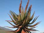 The Amazing Ferox Plant