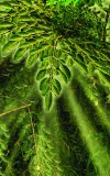 The Amazing Moringa Tree